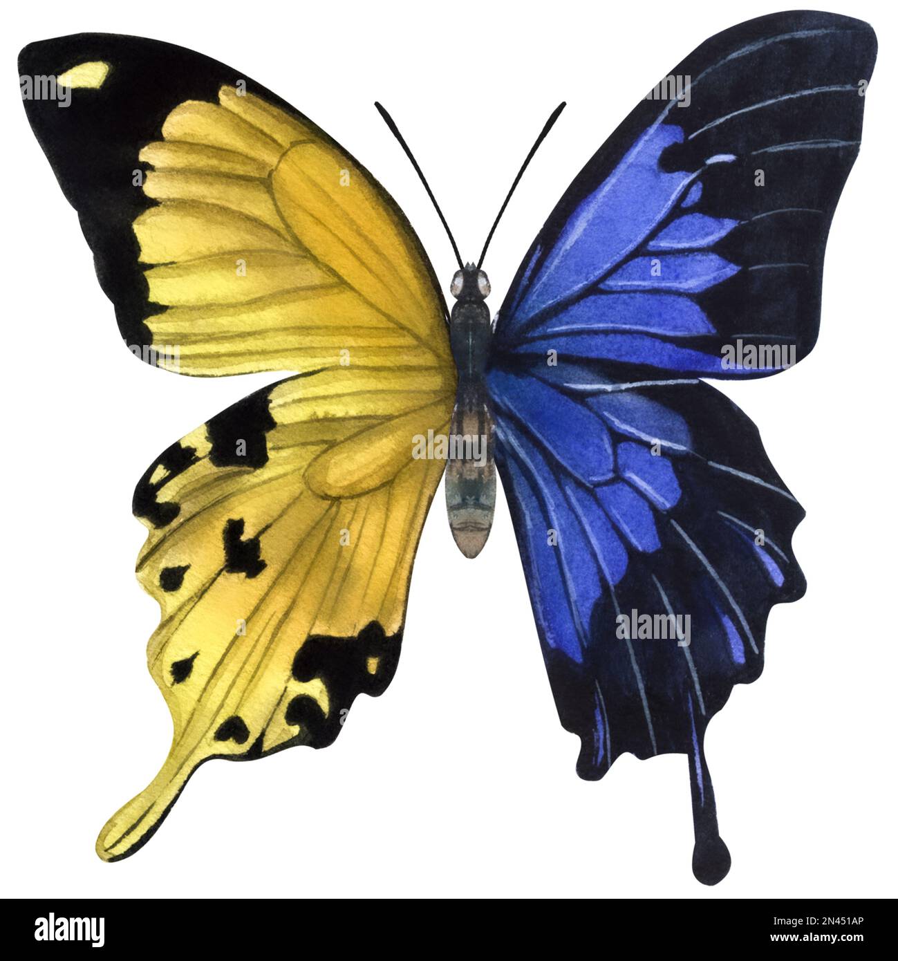 Banner with yellow blue butterfly. Hand-drawn watercolor illustration ...