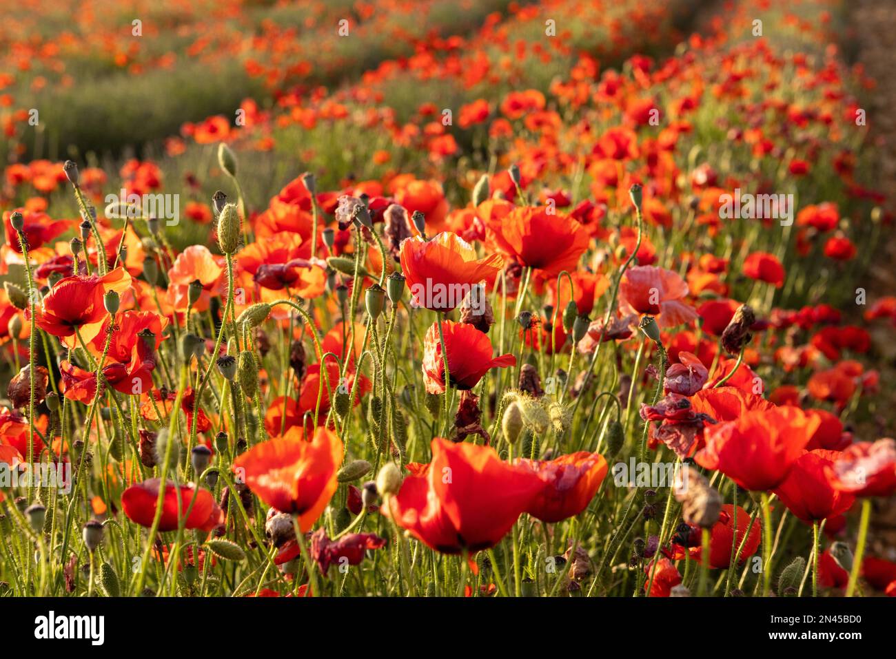 Poppy field in France Stock Photo Alamy