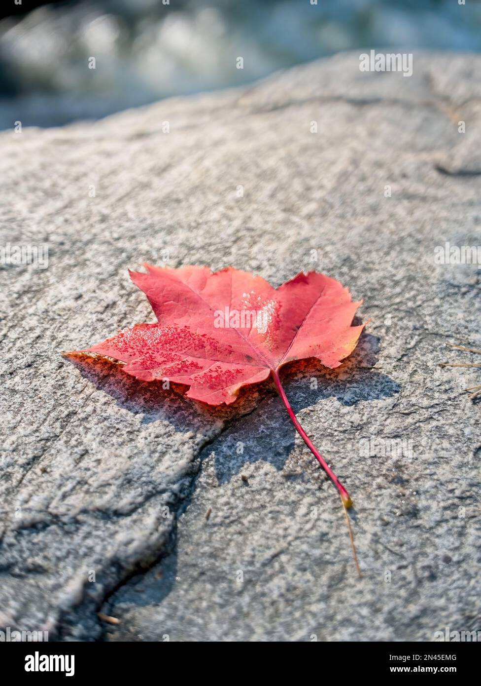Single autumn red maple leaf on a rock. Feuille d'érable rouge sur un rocher. Stock Photo