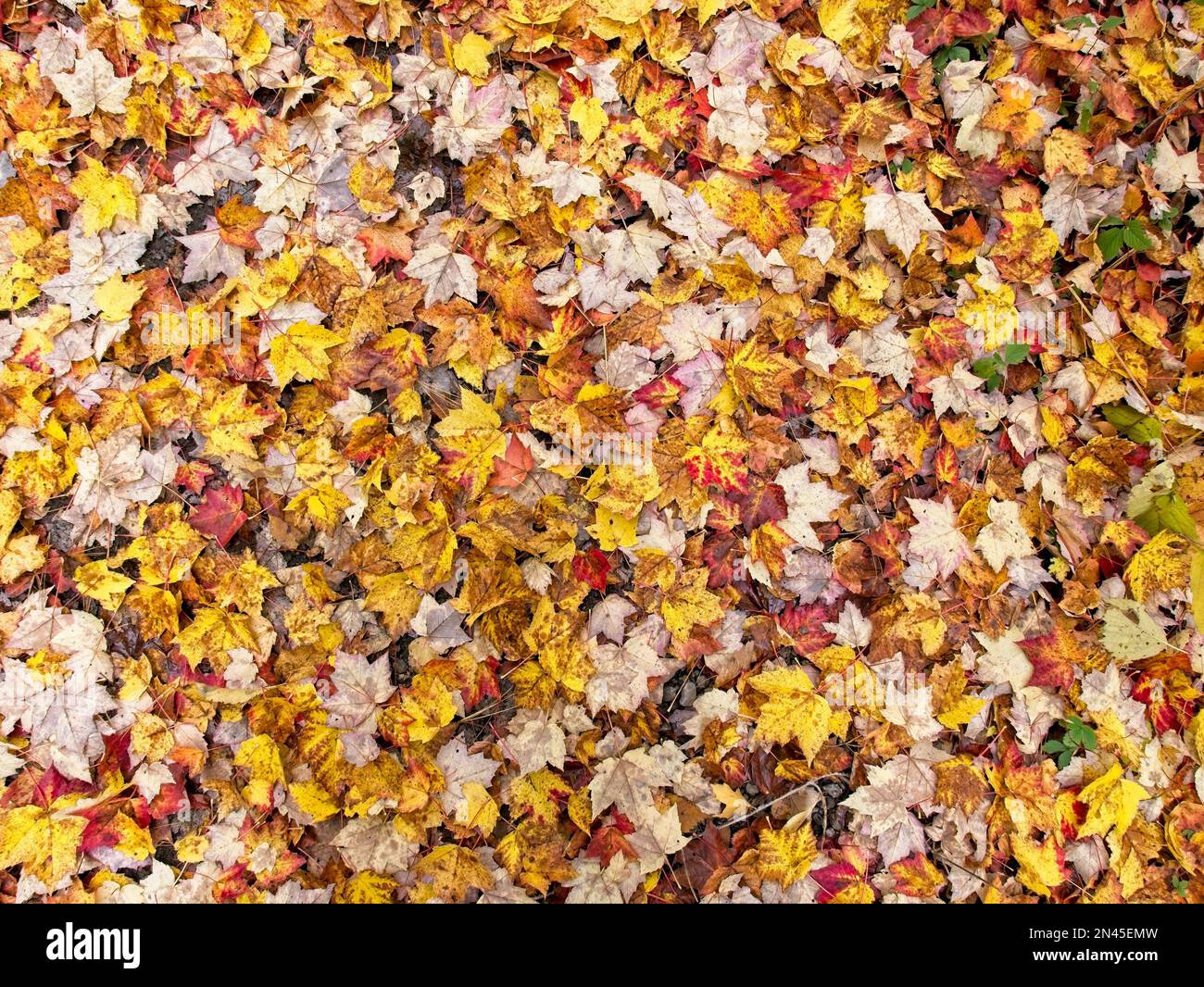 Leaves covering floor hi-res stock photography and images - Alamy
