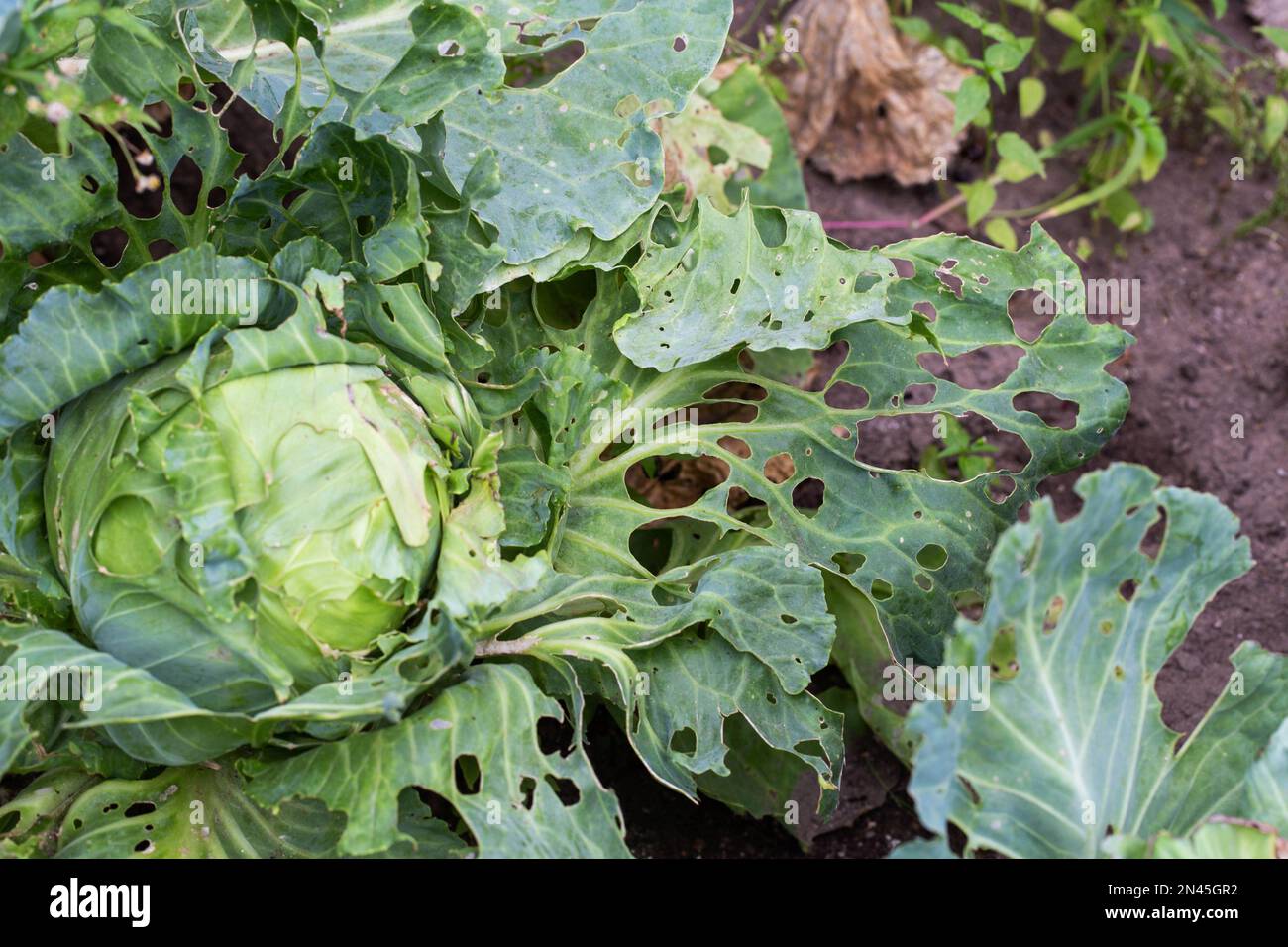 Cabbage leaves in holes in the garden. Pests are a cabbage butterfly that lays eggs and