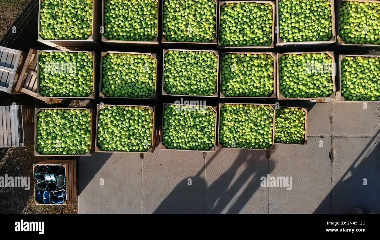 harvest of apples, forklift trucks load, put large wooden boxes full of green apples on top of each other. Wooden crates full of ripe apples during annual harvesting period. top view, aero video. High quality photo Stock Photo