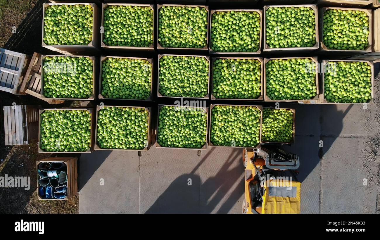 harvest of apples, forklift trucks load, put large wooden boxes full of green apples on top of each other. Wooden crates full of ripe apples during annual harvesting period. top view, aero video. High quality photo Stock Photo