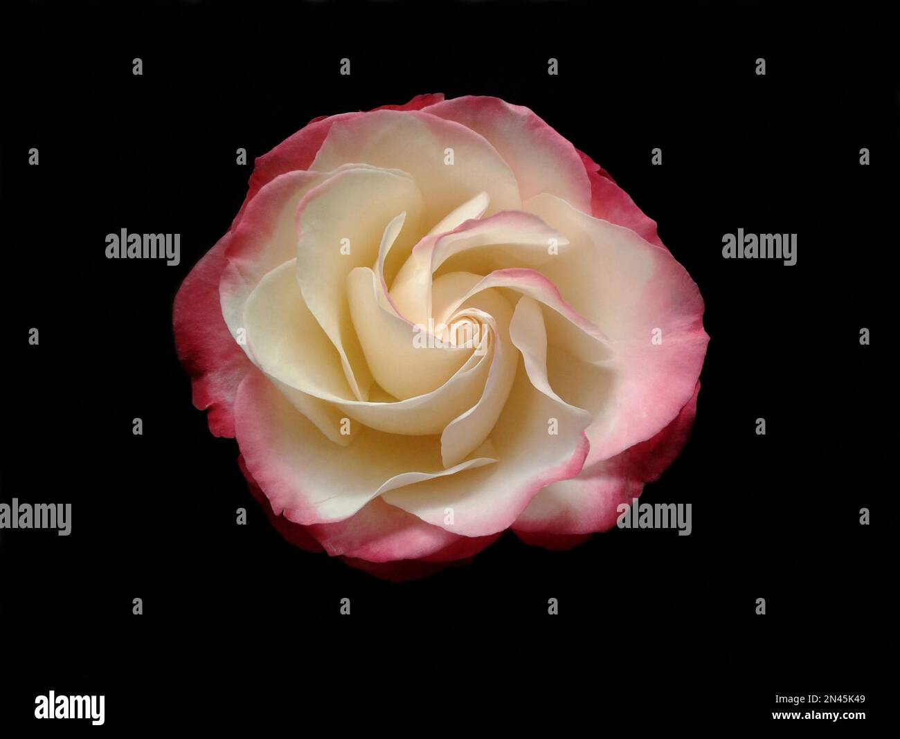 rose on black background Stock Photo