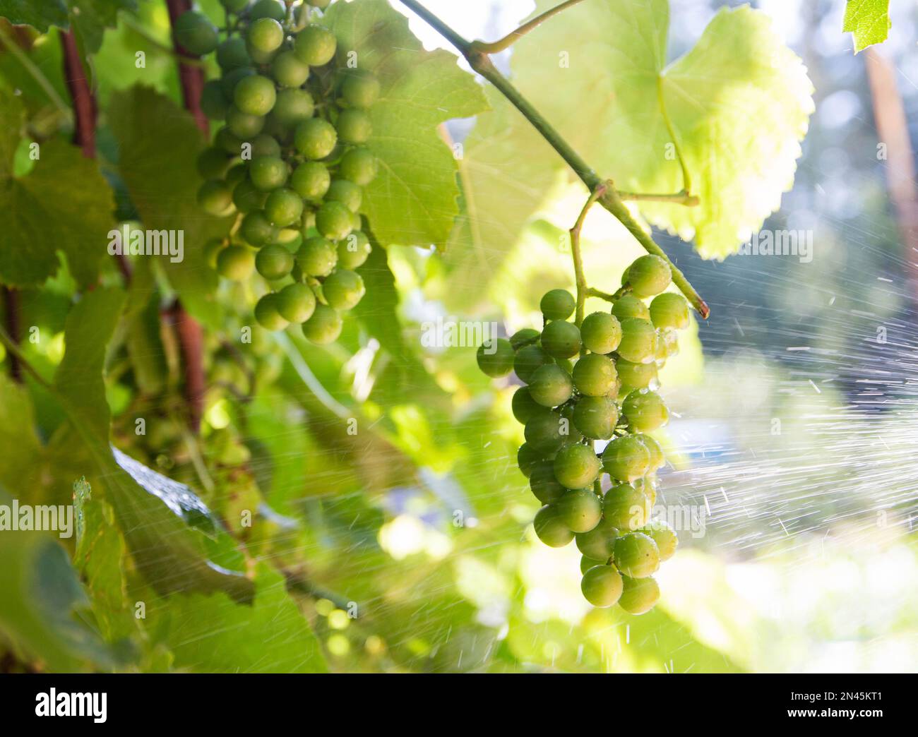 Spraying grapes from diseases and pests with a special chemical solution. Processing grapes on a