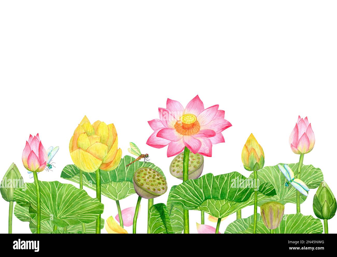 Banner with pink yellow buds lotus flowers and green leaves. Flying dragonflies. Hand-drawn watercolor illustration isolated on white background. Stock Photo