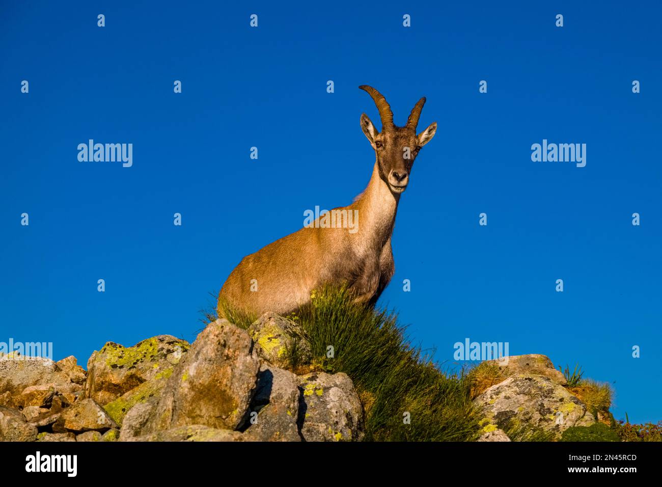 A female Alpine Ibex (Capra ibex) standing on a rocky ridge. Stock Photo