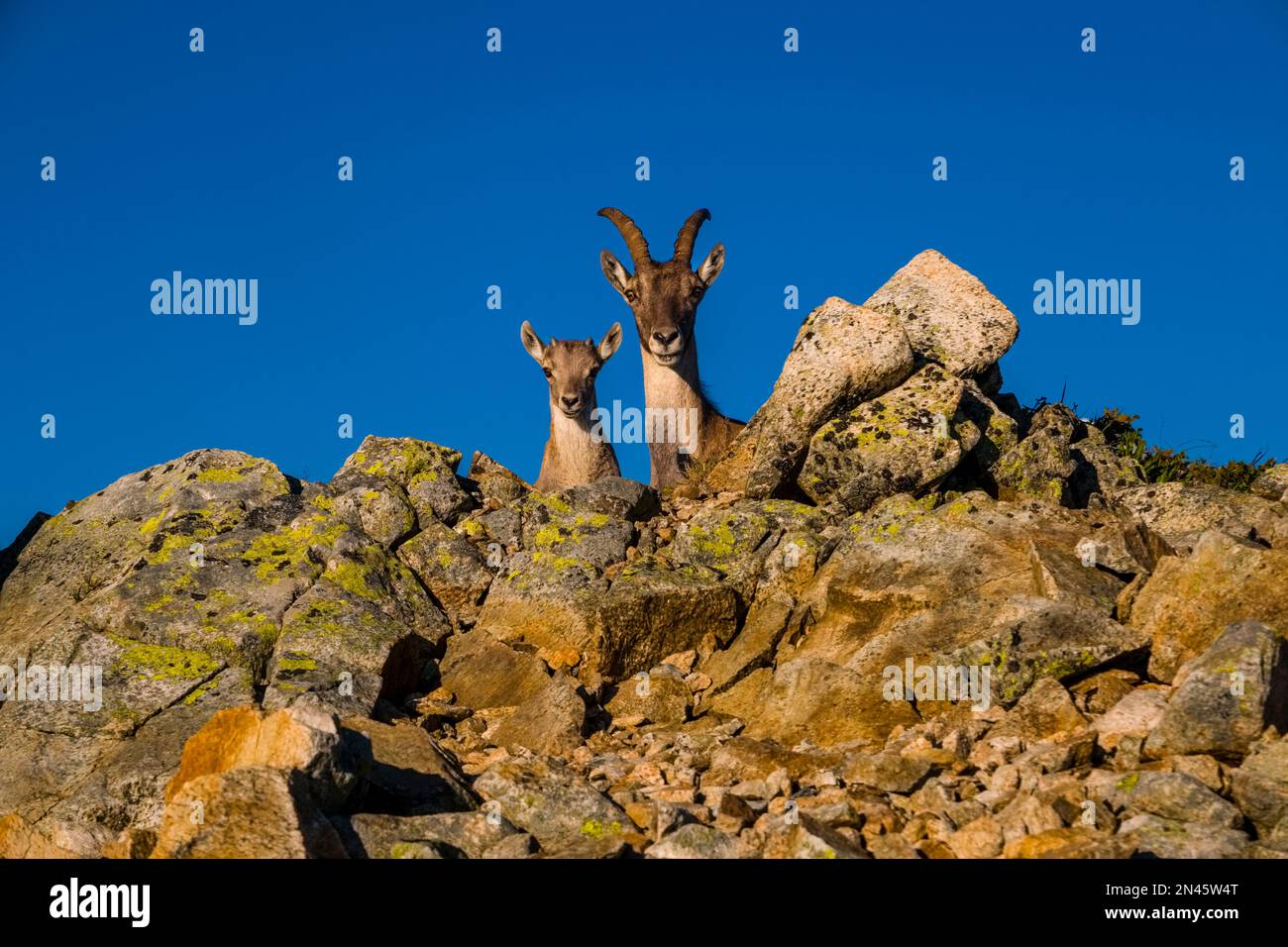 A female Alpine Ibex (Capra ibex) and her baby standing on a rocky ridge. Stock Photo