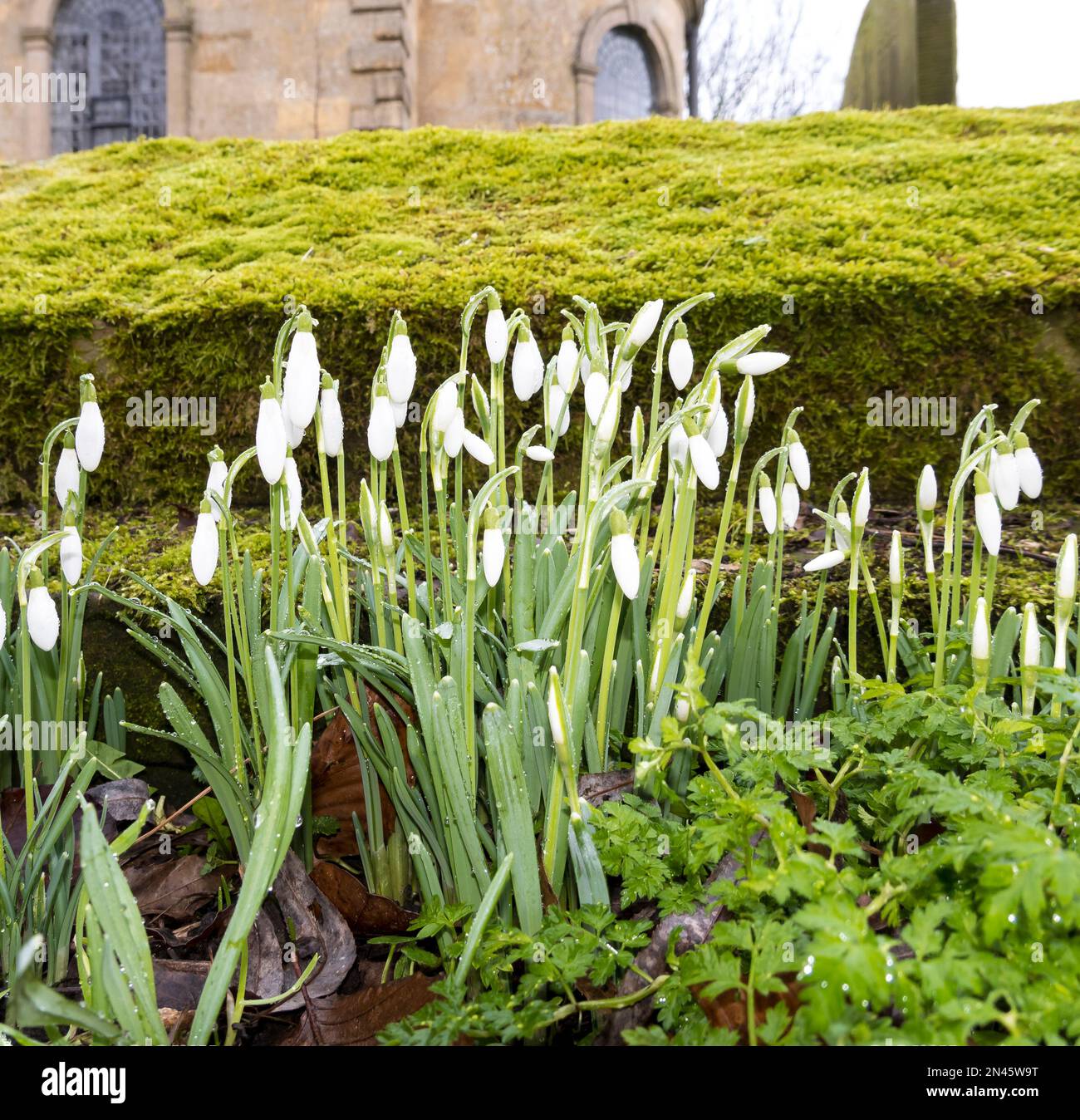Common Snowdrops growing in churchyard 2023 Stock Photo