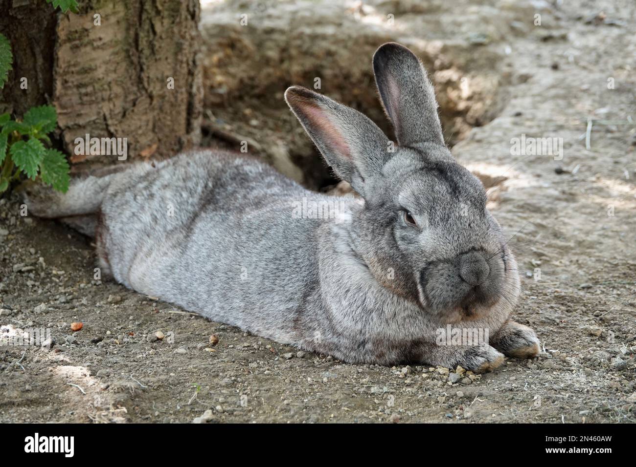 A flemish giant rabbit sale
