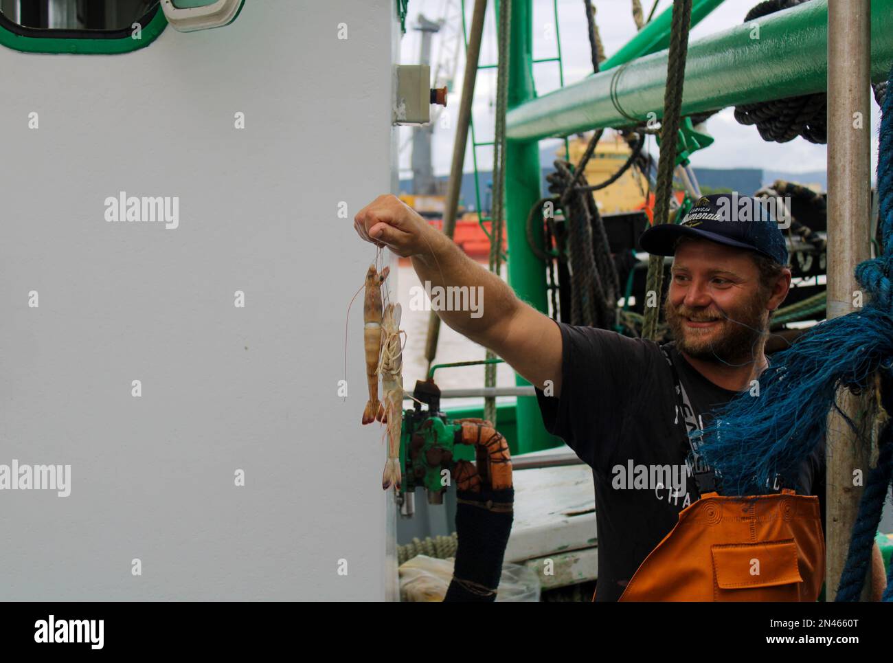 Camarão gigante, crustáceo pescado no oceano atlântico sul do Brasil, Santa Catarina Stock Photo