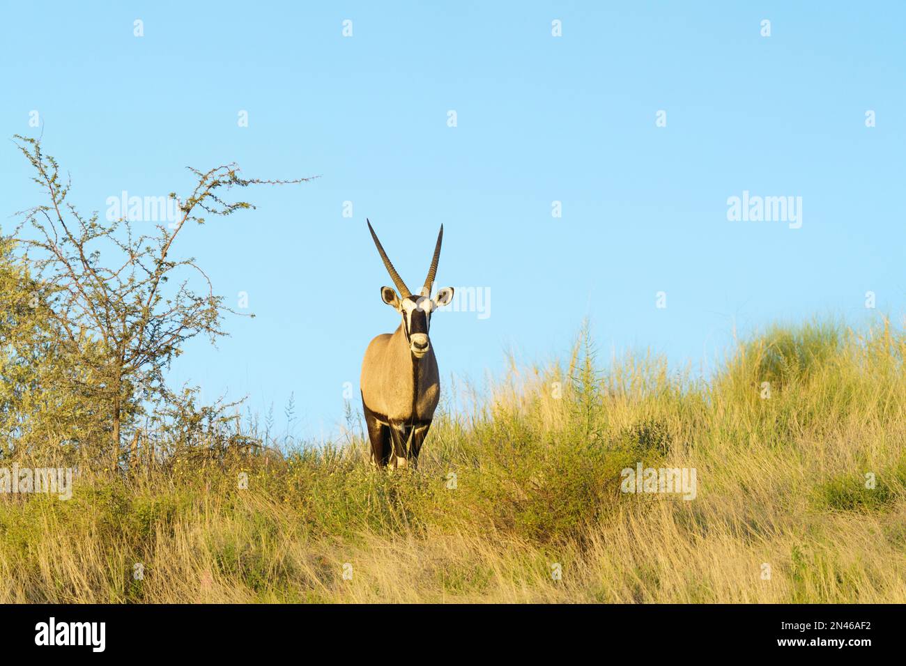 Oryx gazelle stands on top of a hill observing, looking down into camera. Kalahari, South Africa Stock Photo