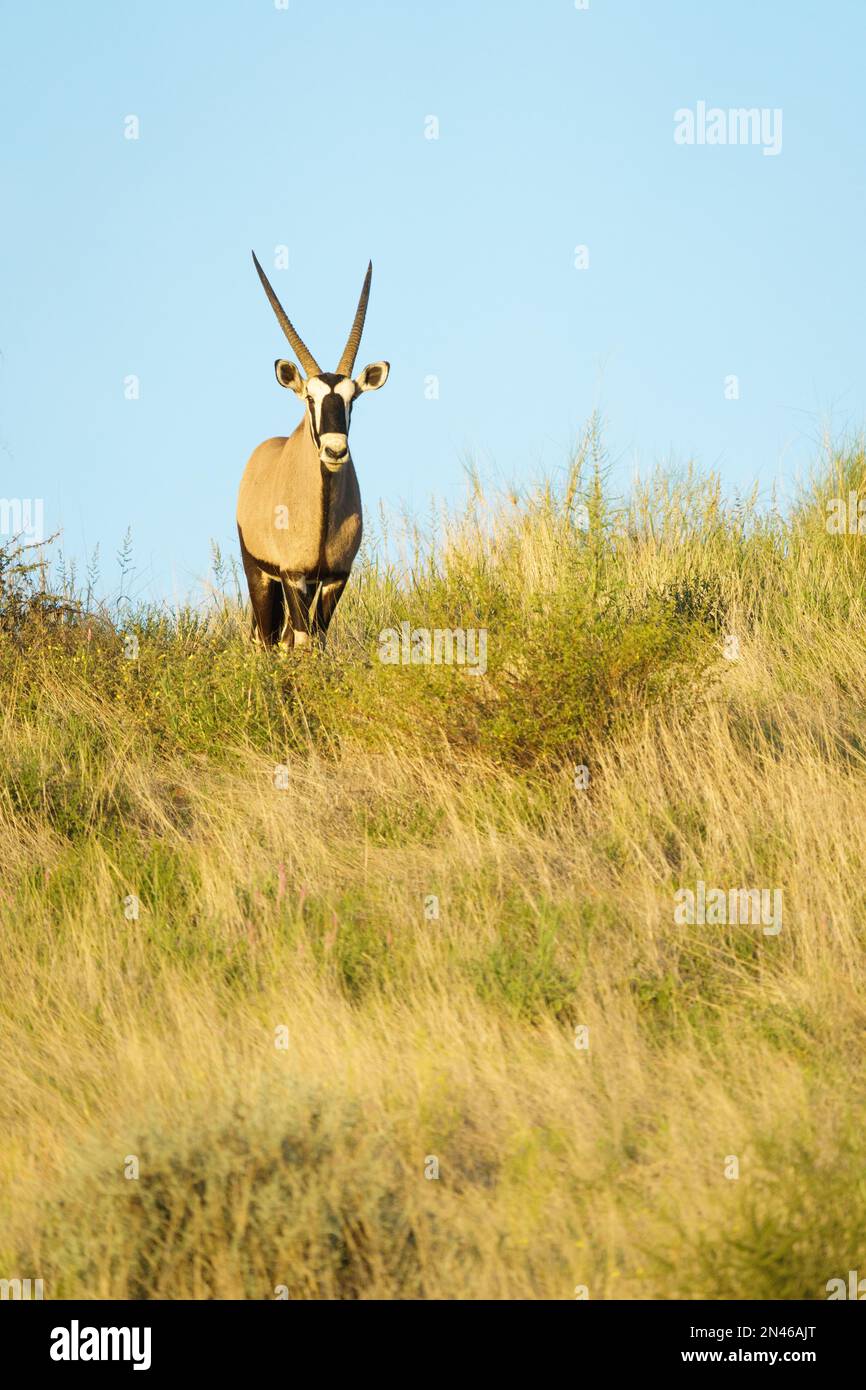 Gazelle stands hi-res stock photography and images - Alamy