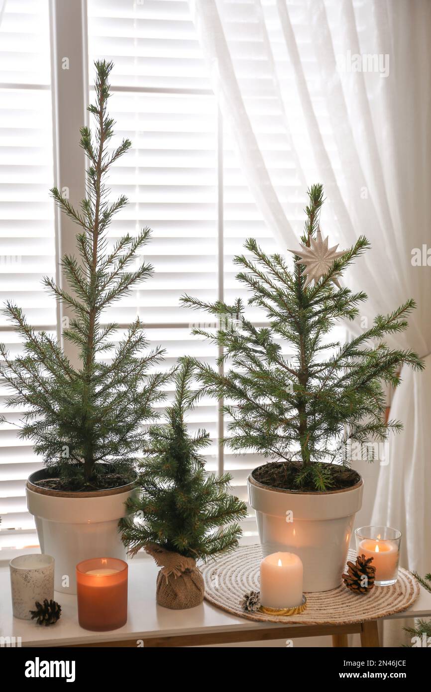 Potted fir trees and Christmas decorations on table near window in room ...