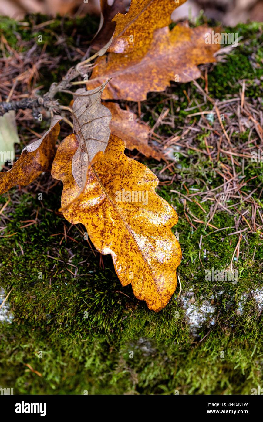 close up of yellow leaf on ground surrounded by dead brown leaves in fall on green moss delicate yellow decay leaf autumn background. Stock Photo