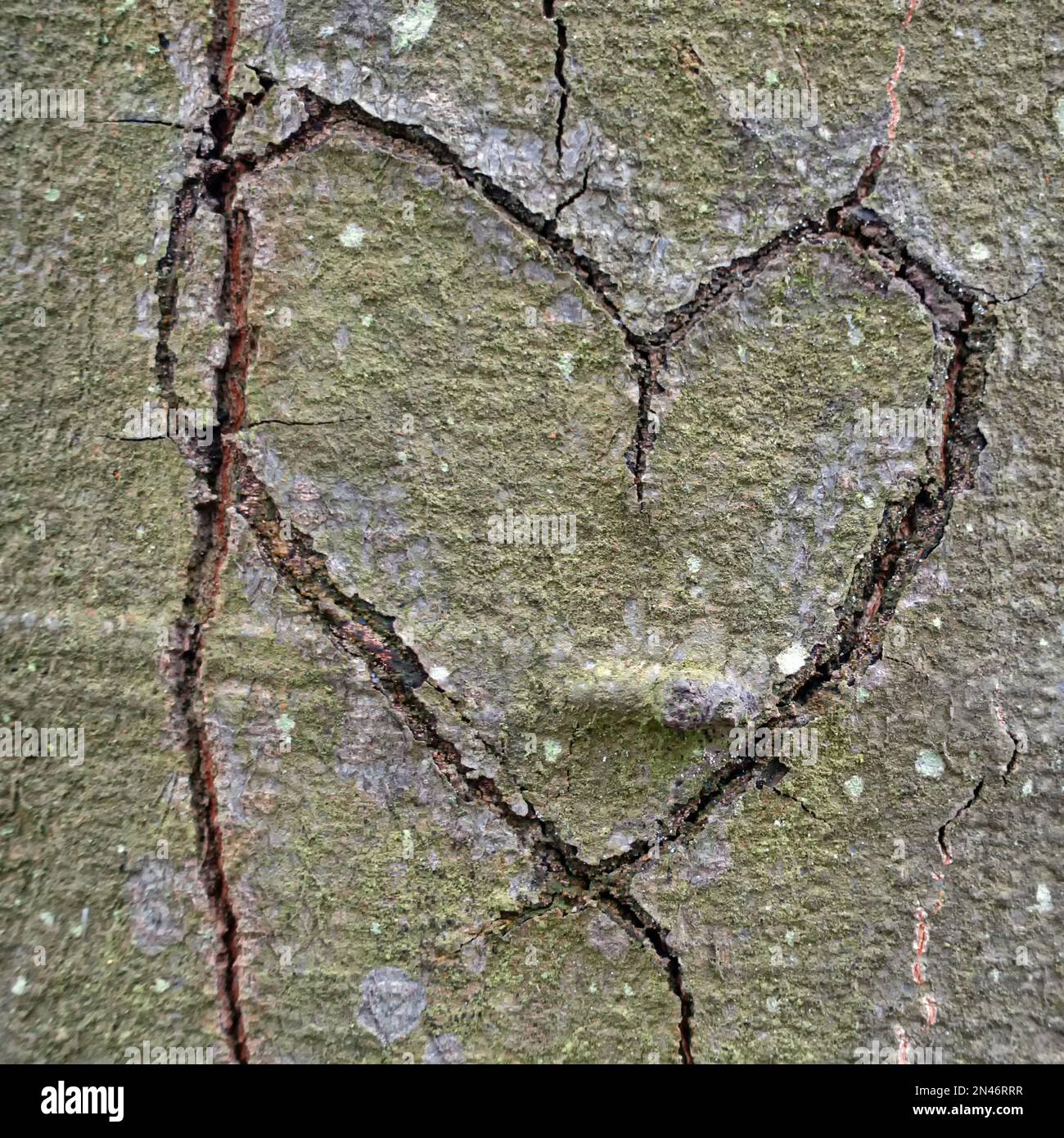 Trunk of beech tree with carved heart symbolizing love Stock Photo