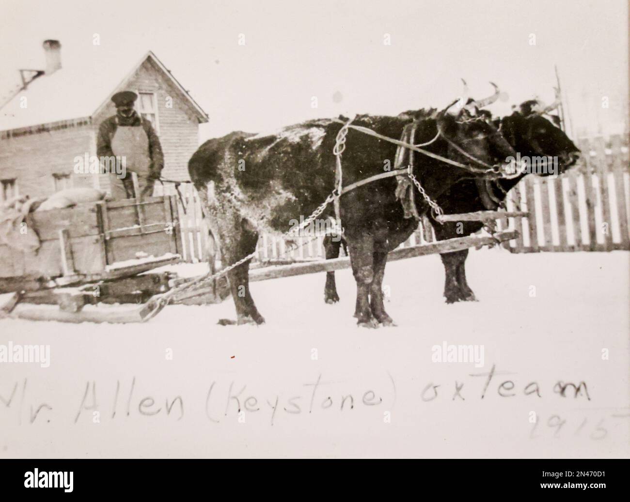 Mr. Allen, a resident of Breton, Alta., is shown with his oxen in a
