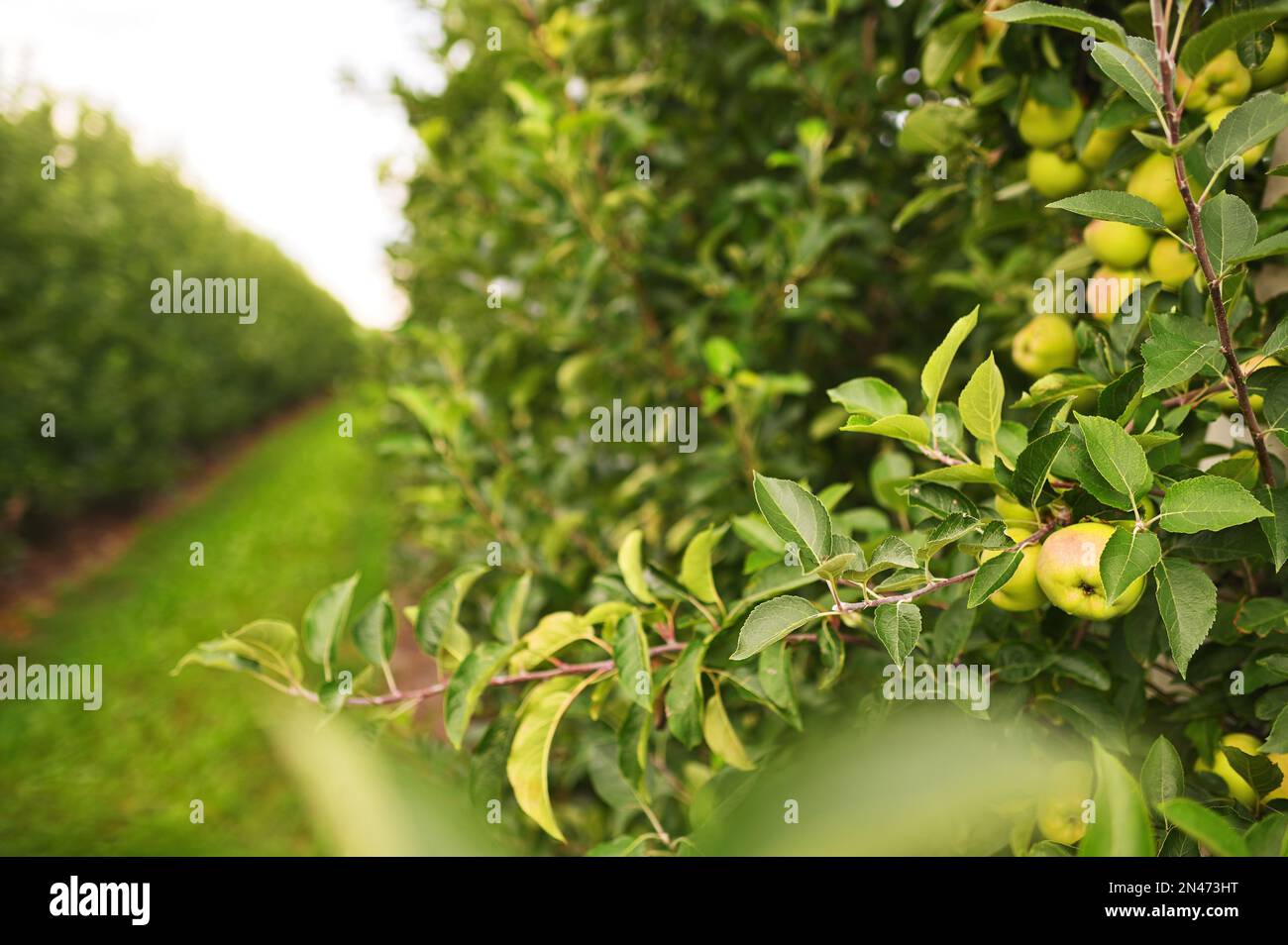 green ripe apples on the branches of apple trees in the orchard against ...