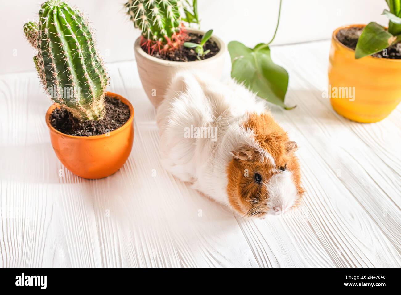 A cute guinea pig runs between pots of houseplants. Pet care Stock
