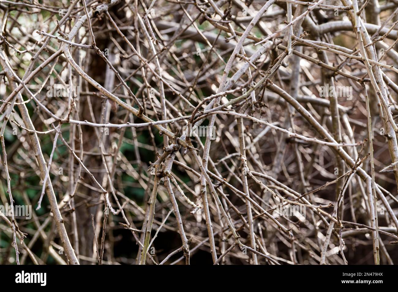 Weeping Pear in winter. Pyrus salicifolia pendula Stock Photo