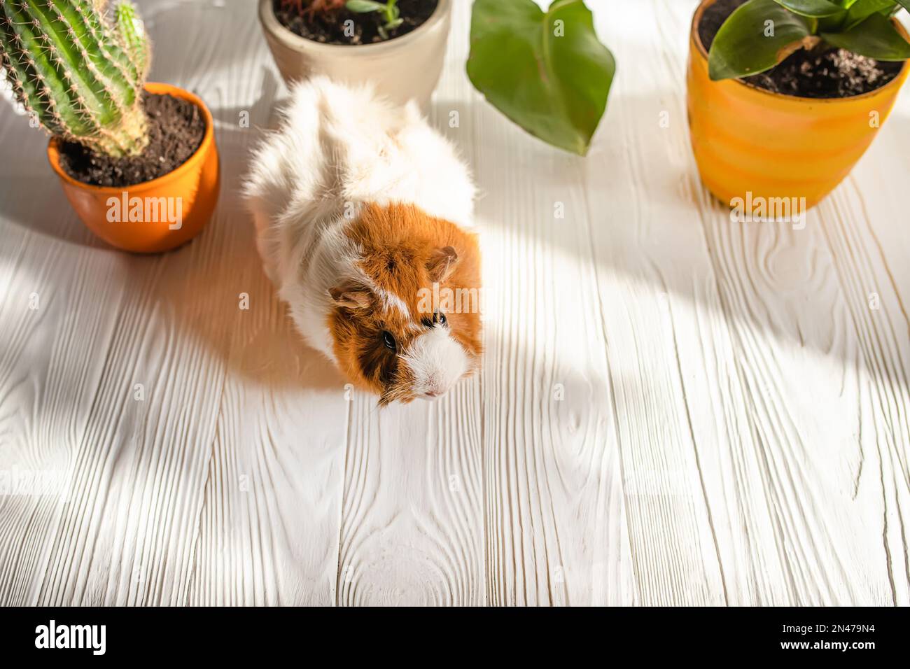 A cute guinea pig runs between pots of houseplants. Pet care Stock