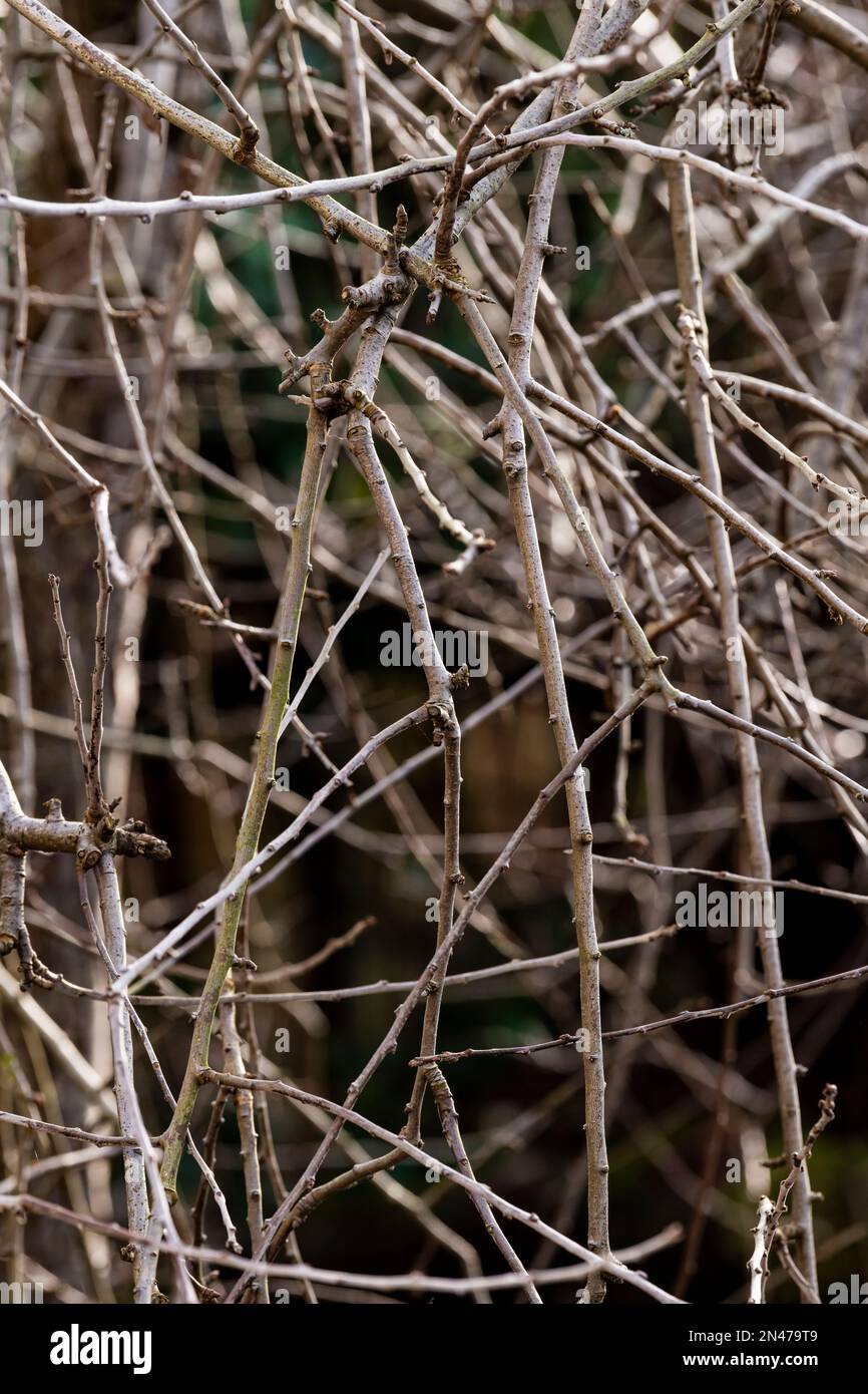 Weeping Pear in winter. Pyrus salicifolia pendula Stock Photo