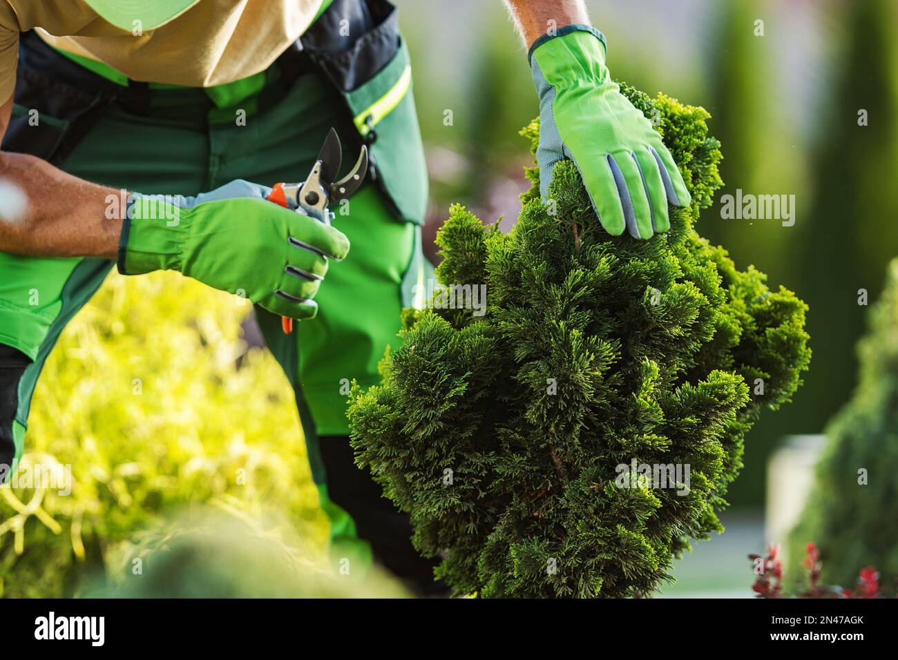 Professional Garden Worker Trimming Unhealthy Plant Branches Using