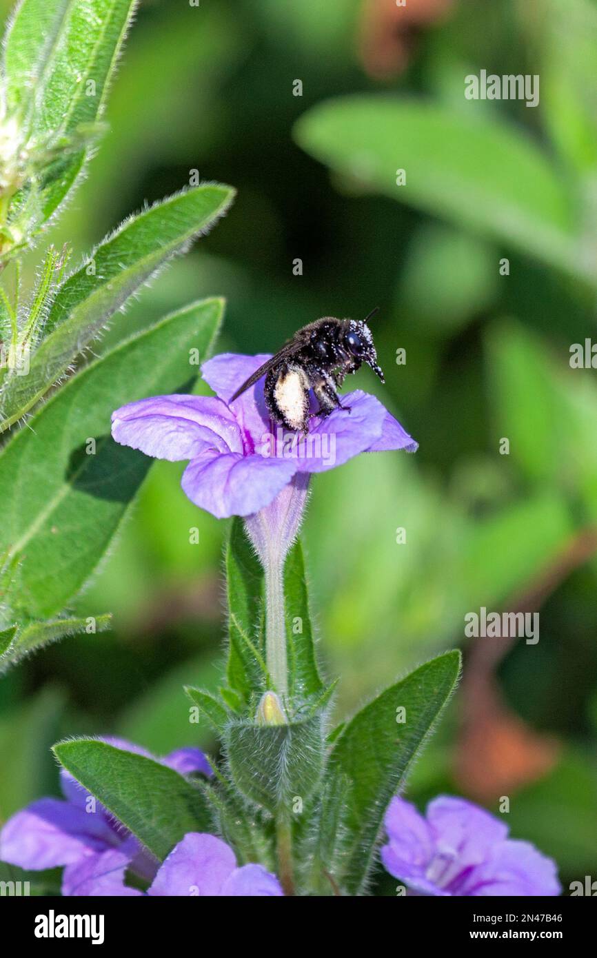 A blacl log-horned bee filled with pollen climbs out of a wild violet petunia. Stock Photo