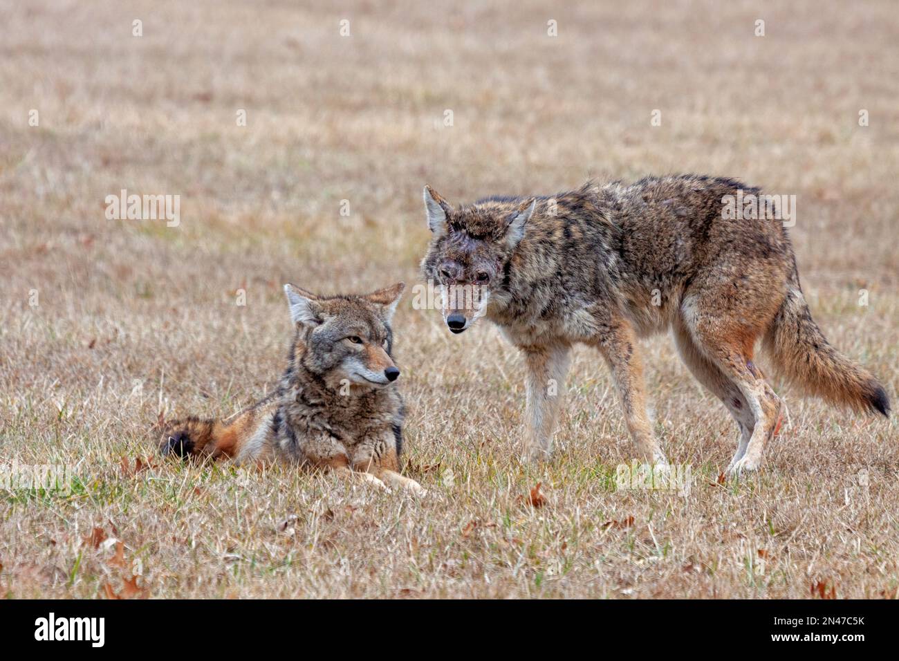 A coyote stands guard over another coyote that is laying on the grass. Both coyotes look into the camera. Stock Photo