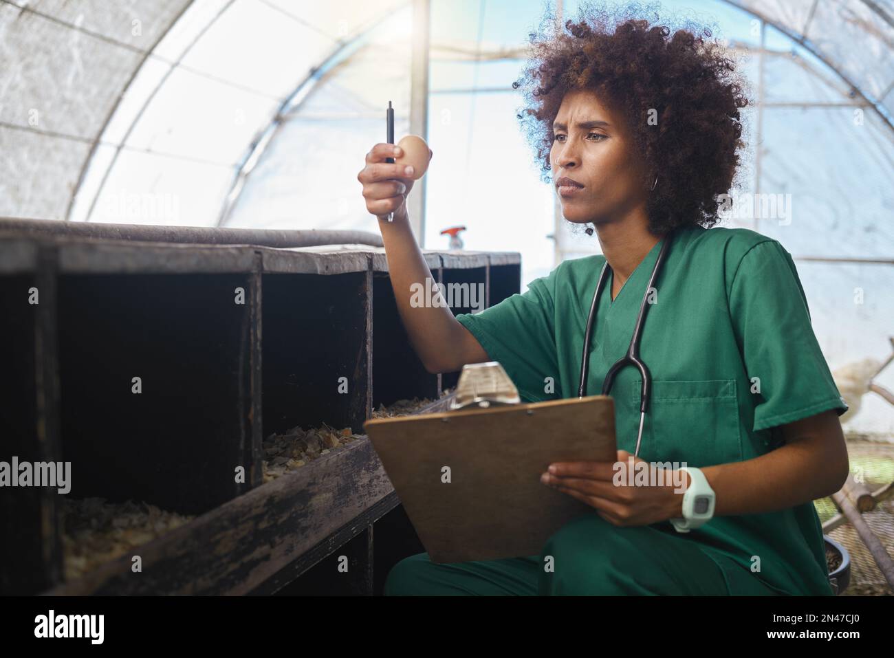 Veterinary, farm and black woman with egg and clipboard for health checklist, wellness and inspection. Chicken farming, animal healthcare and nurse Stock Photo - Alamy Veterinary, farm and black woman with egg and clipboard for health checklist, wellness and inspection. Chicken farming, animal healthcare and nurse Stock Photo - Alamy