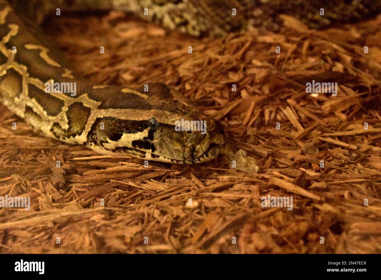 Burmese Python Squeeze