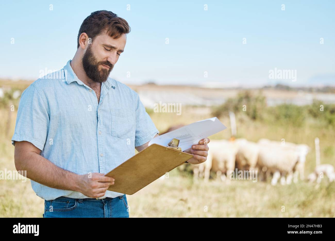 Farmer, thinking or clipboard paper on livestock agriculture, countryside environment or nature land for sheep growth management. Man, farming or Stock Photo