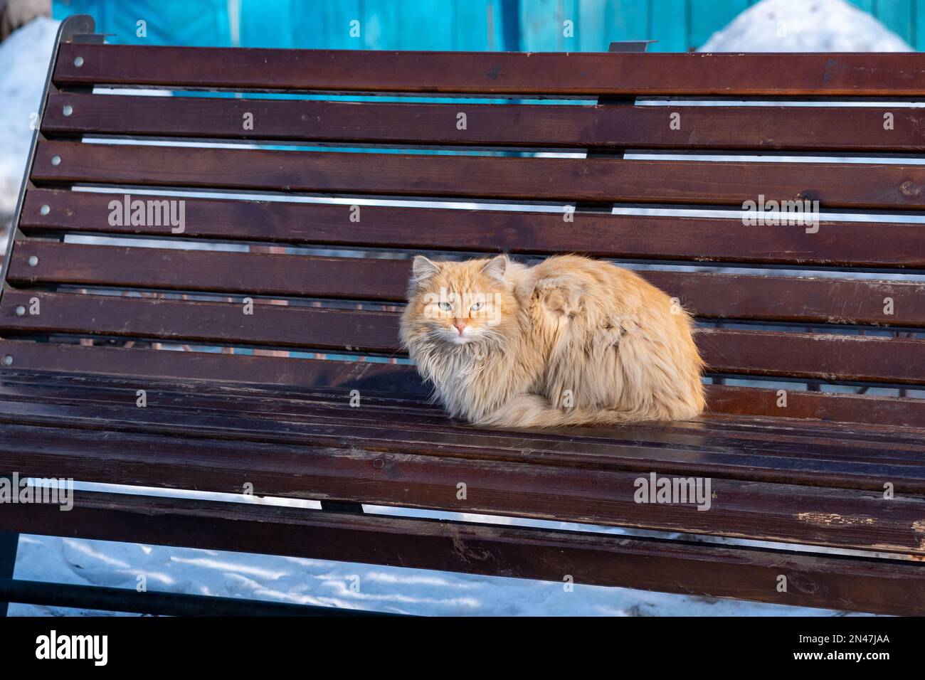 red fluffy stray cat on a park bench in winter Stock Photo - Alamy