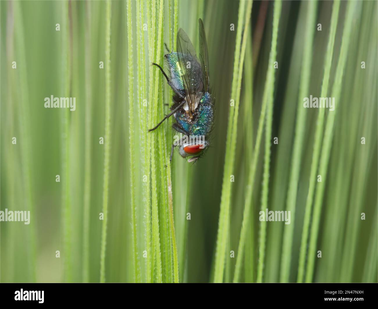 Common green bottle fly stock photo alamy