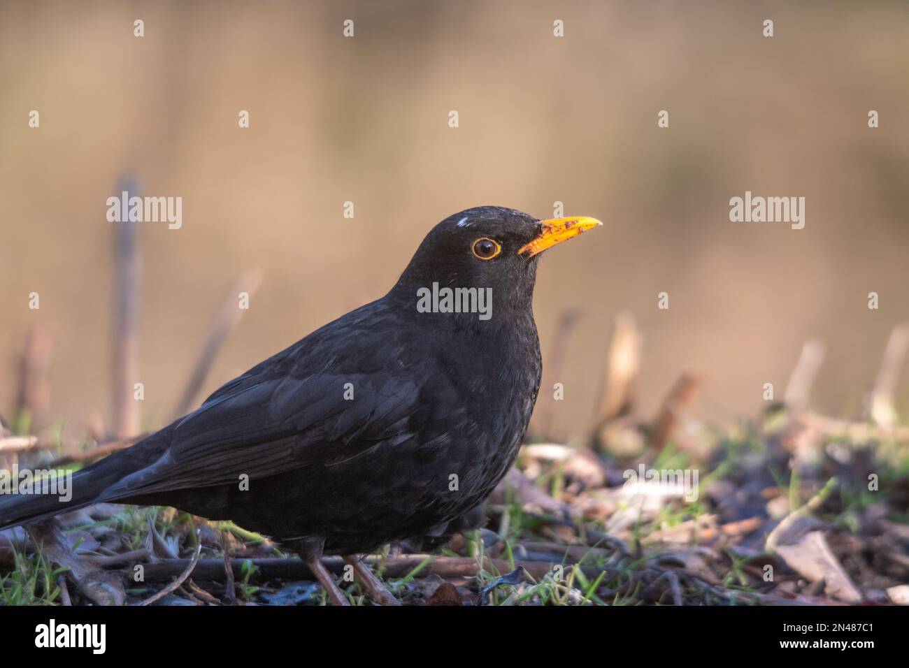 Black back feathers hi-res stock photography and images - Alamy