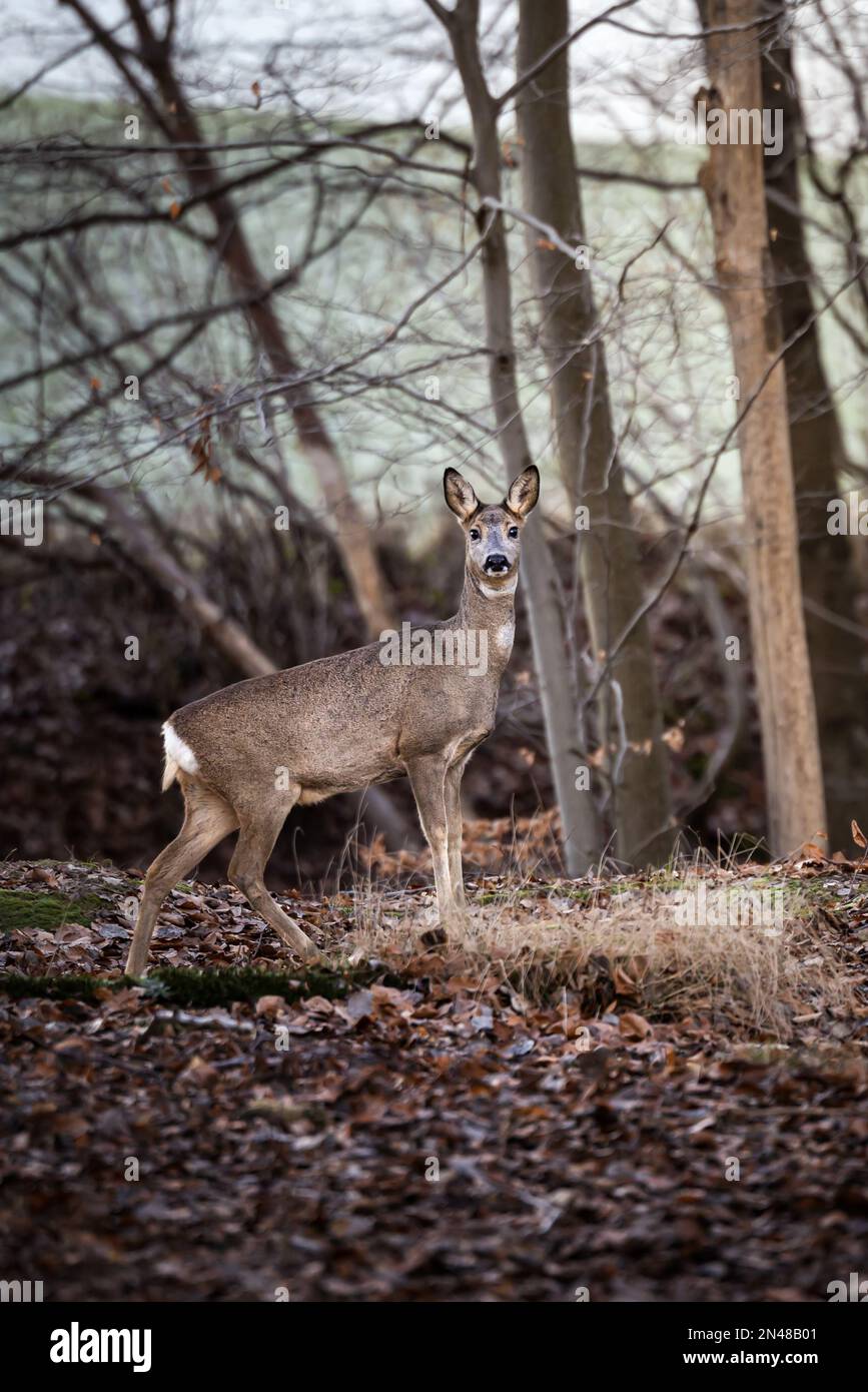 Roe deer doe buck hi-res stock photography and images - Alamy