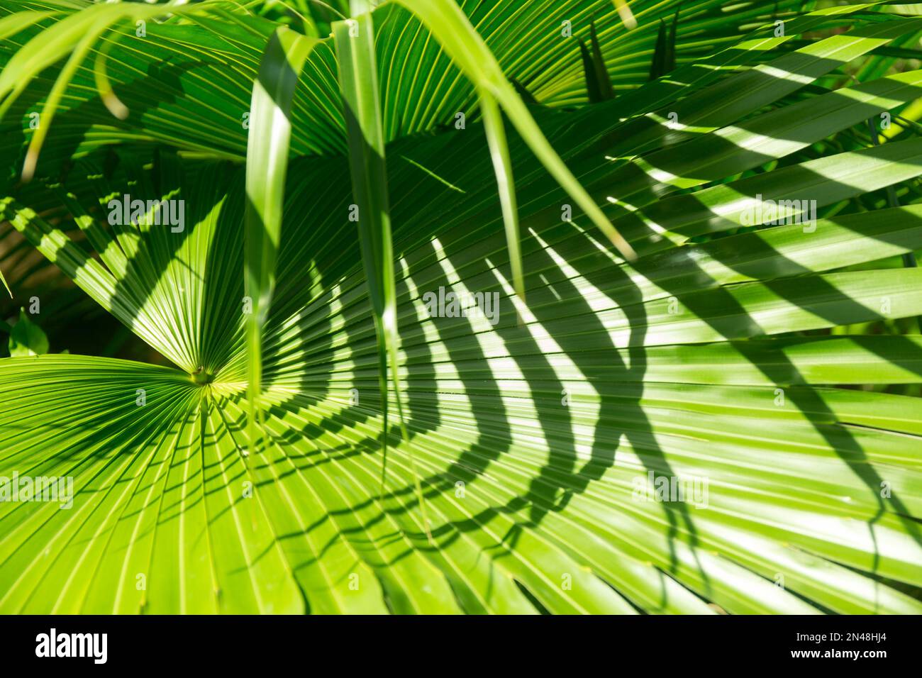Palm leaves shadows backlight hi-res stock photography and images - Alamy