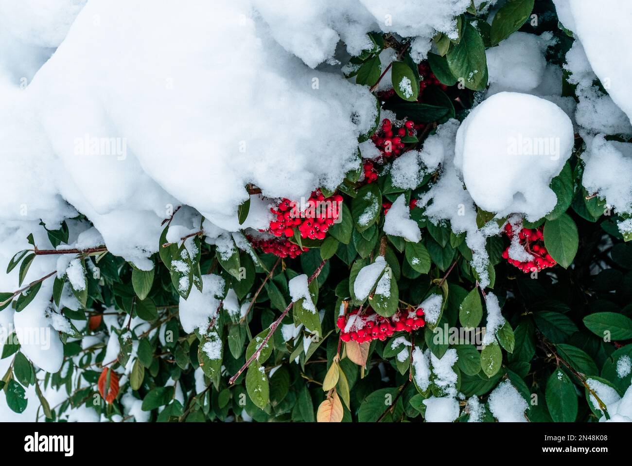 Close up Green foliage plant covered with snow. Winter time season red wild cranberry tree. Ornamental plant covered with snow. Branches of Red Berrie Stock Photo