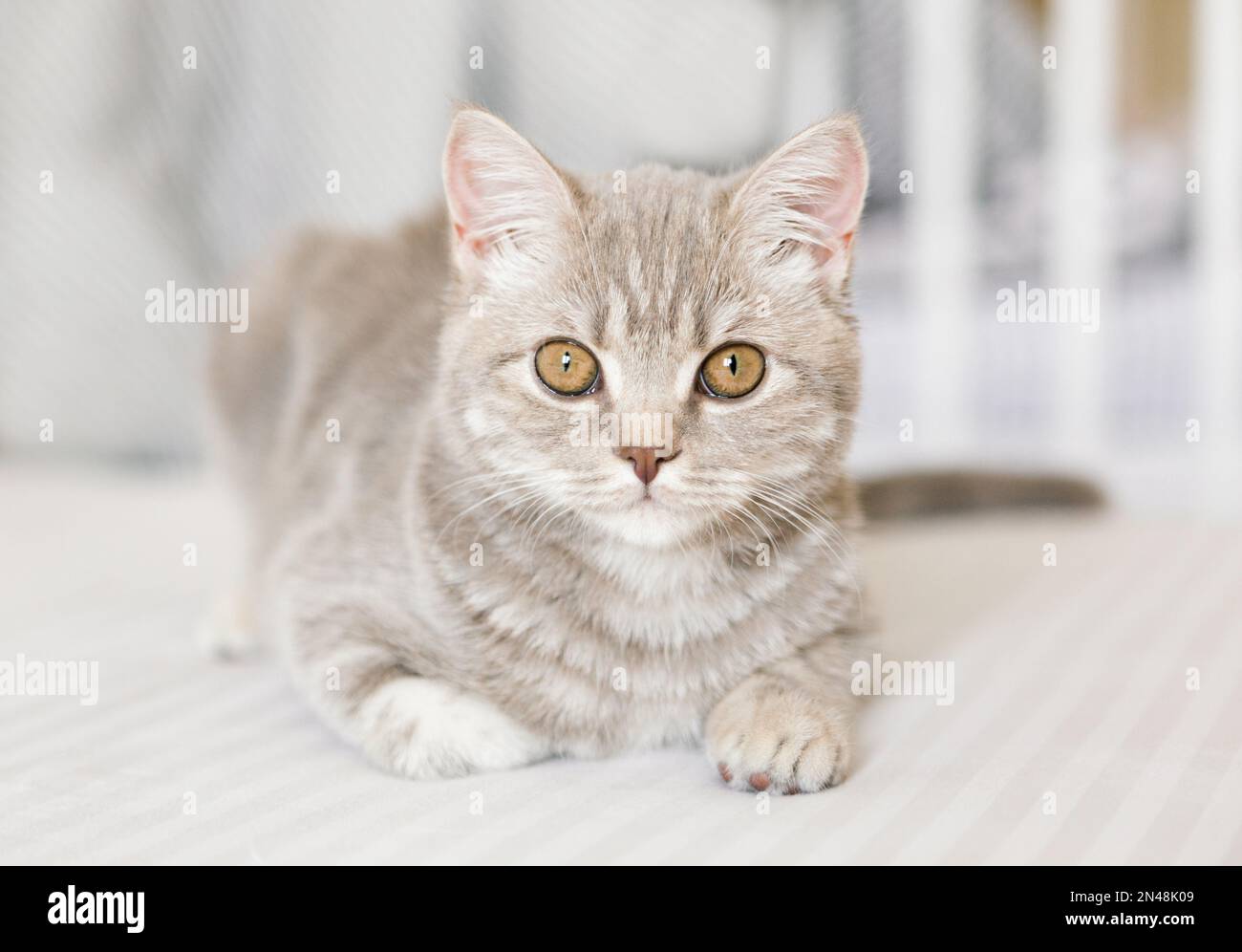 Adorable Scottish straight tabby cat on the white background. Stock Photo