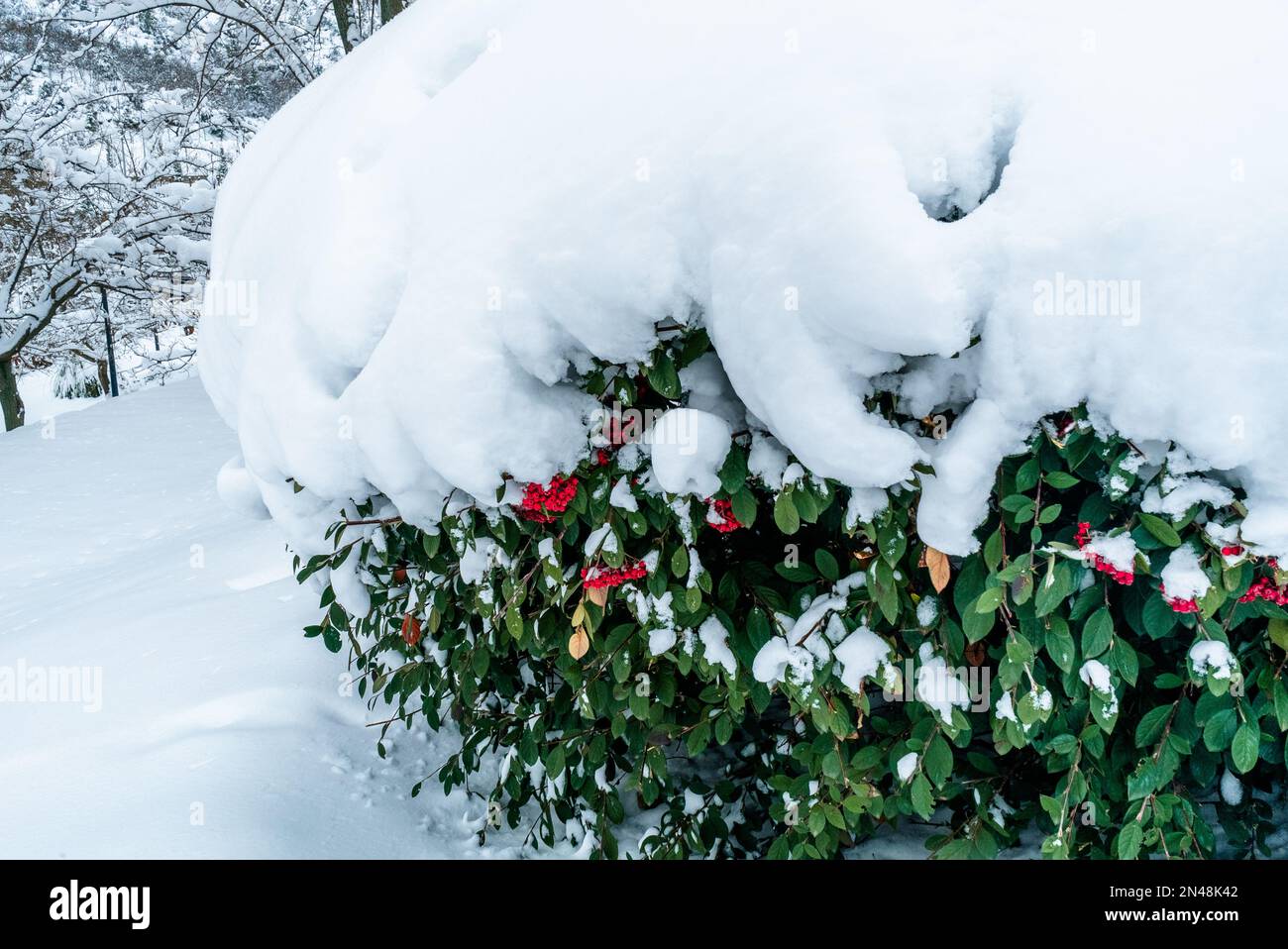 Green foliage plant covered with snow. Winter time season red wild cranberry tree. Ornamental plant covered with snow. Branches of Red Berries, Cotone Stock Photo