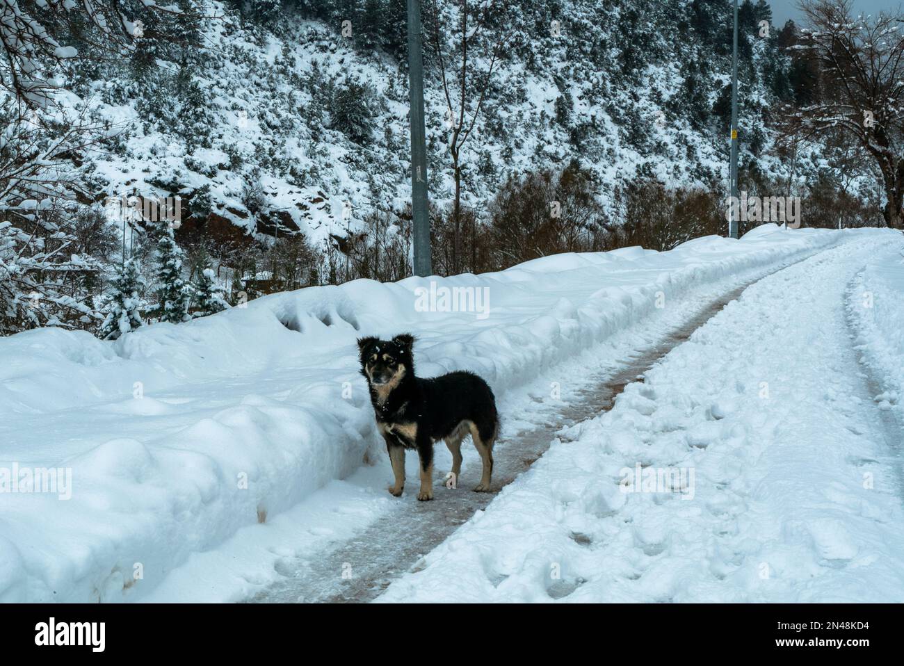 Husky or Border Collie enjoy at winter Playful young dog. Happy stray street dog having fun outdoors. Young puppy playing in snow at winter frozen Stock Photo