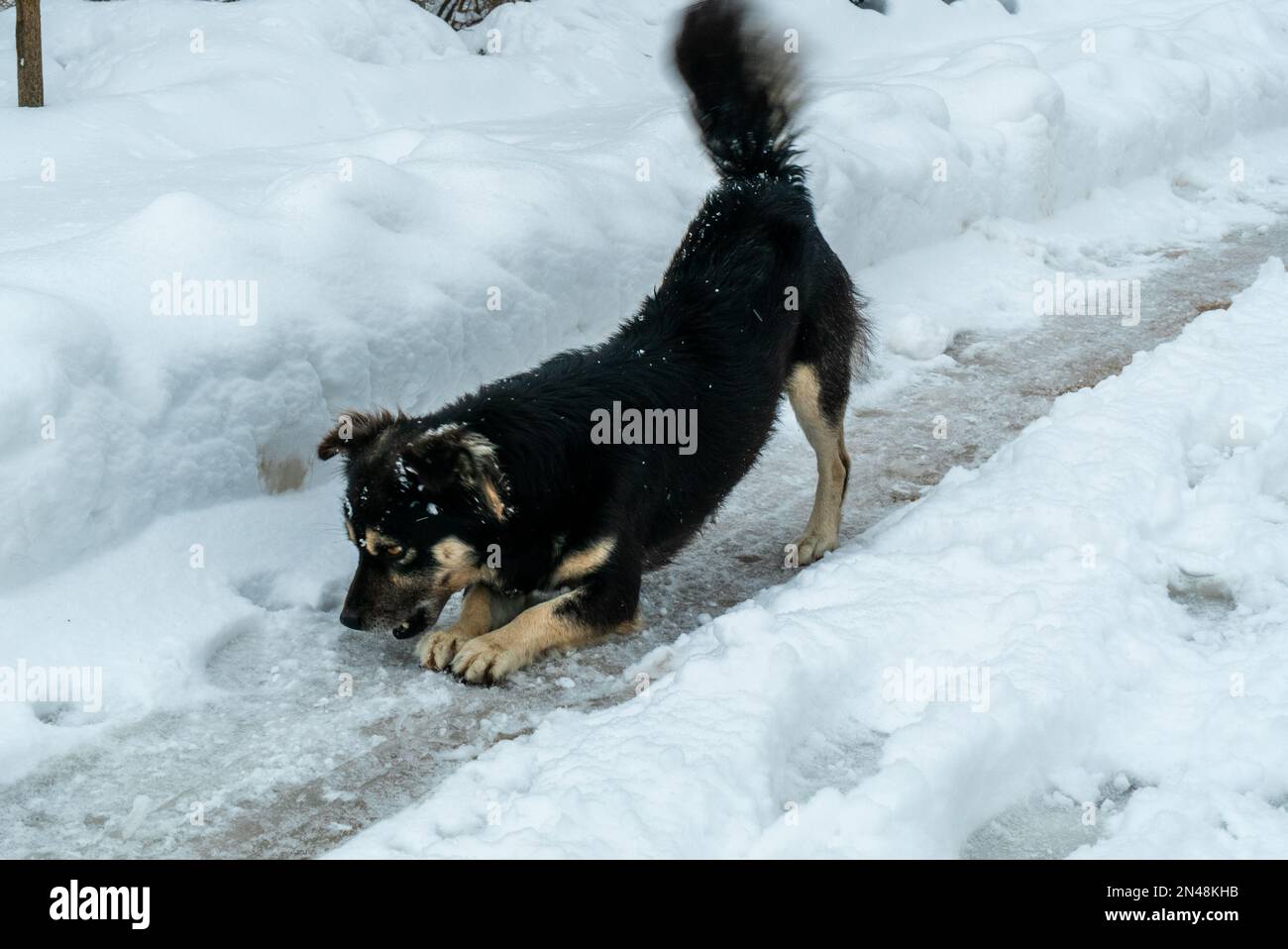 Lovely Husky enjoy at winter Playful young dog. Happy stray street dog wagging its tail having fun outdoors. Young puppy playing in snow at winter Stock Photo