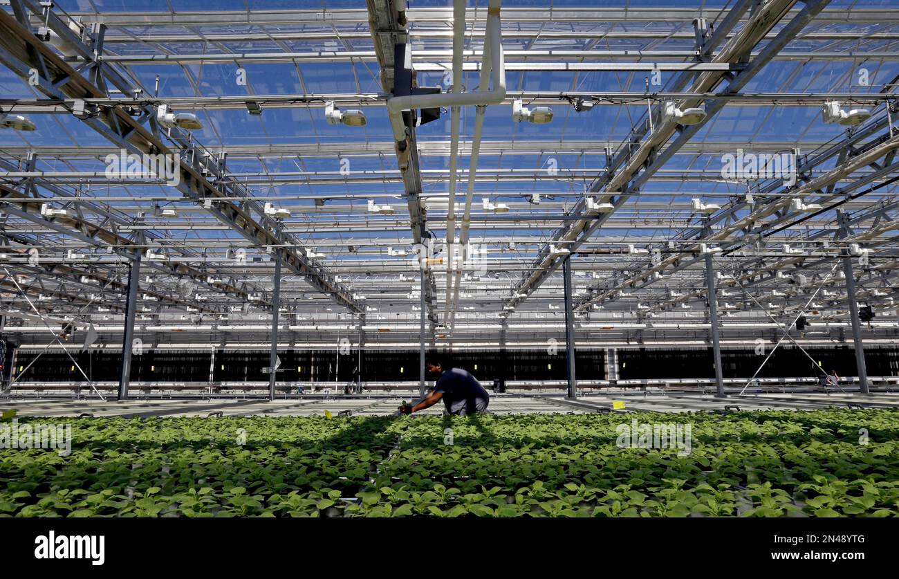In this Aug. 14, 2014 photo, biotech greenhouse associate-specialist Derek  Haynes places a unique variety of tobacco plants in the greenhouse  following research examination at Medicago USA, Inc. in Research Triangle  Park,