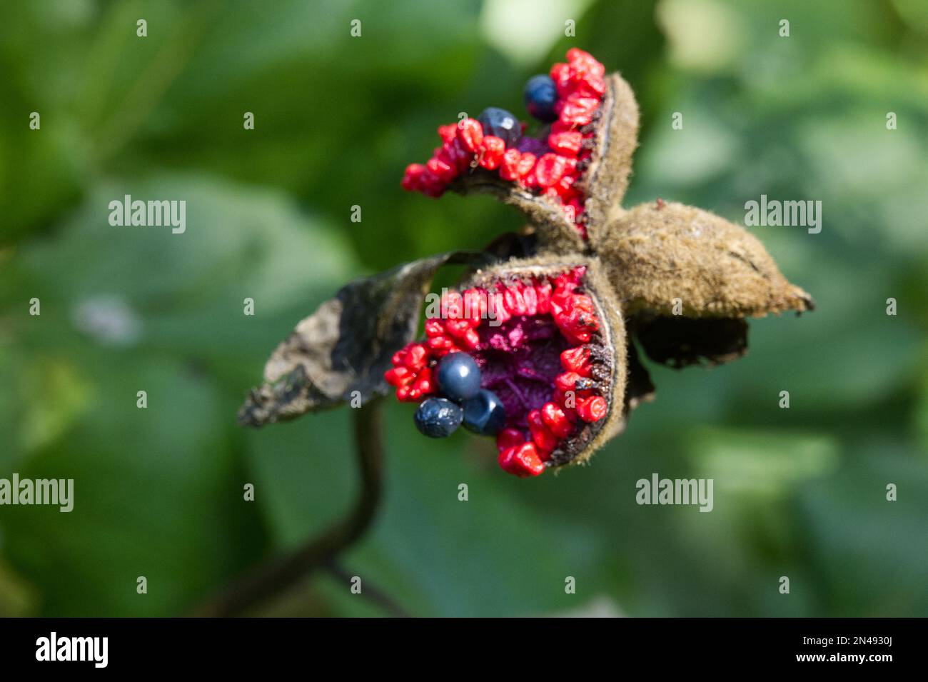 Peony seeds in the garden Stock Photo - Alamy