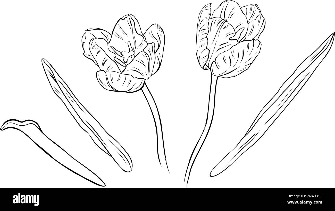 Realistic tulips in set. Hand drawn vector illustration. Monochrome