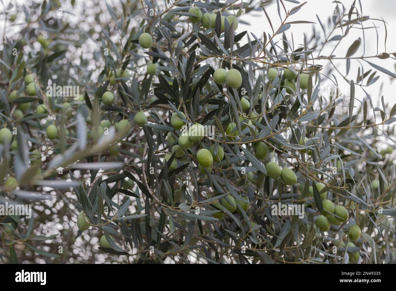 Olive tree with leaves. Harvesting the olives. Picking season for black