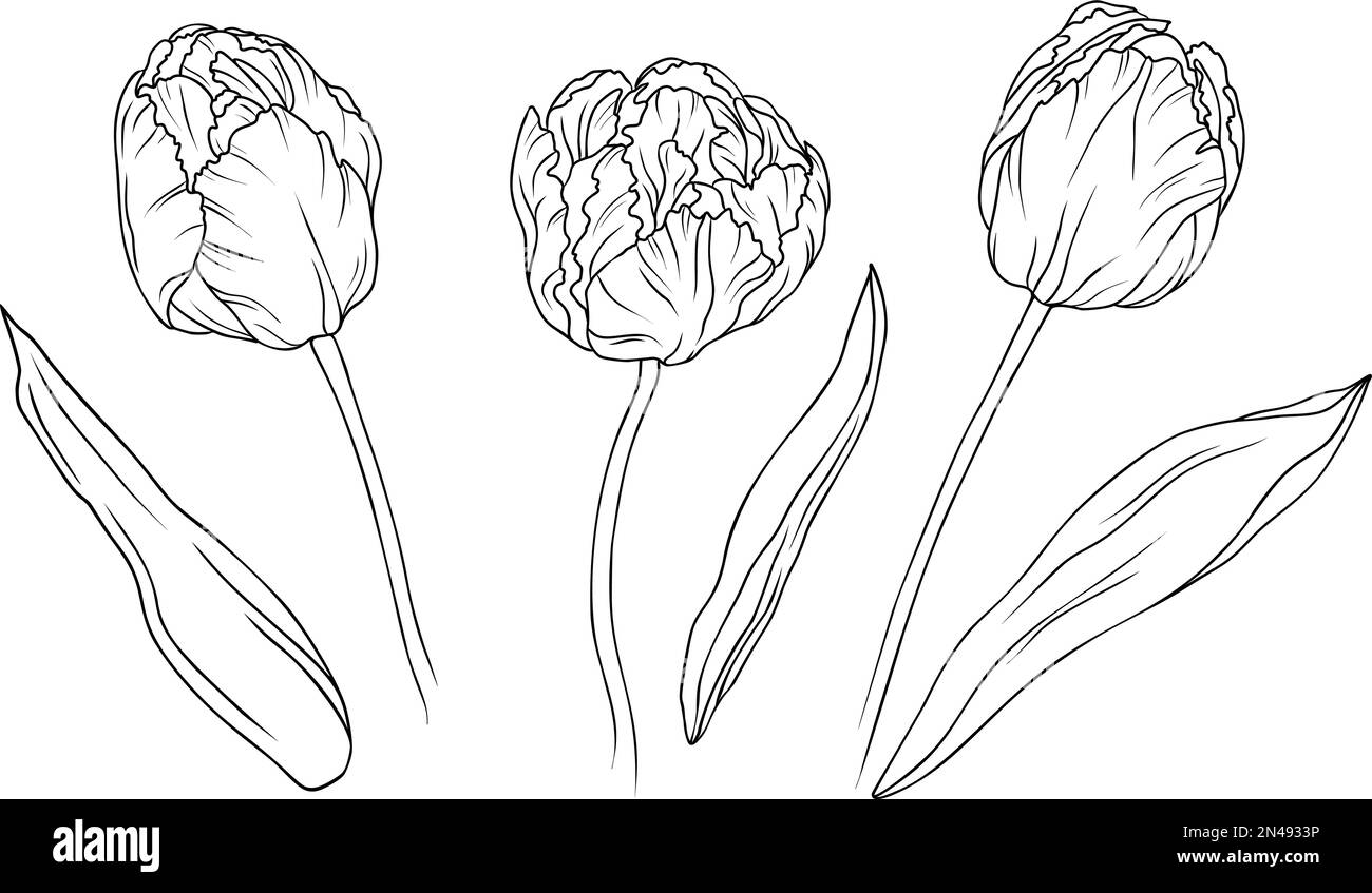 Realistic tulips in set. Hand drawn vector illustration. Monochrome