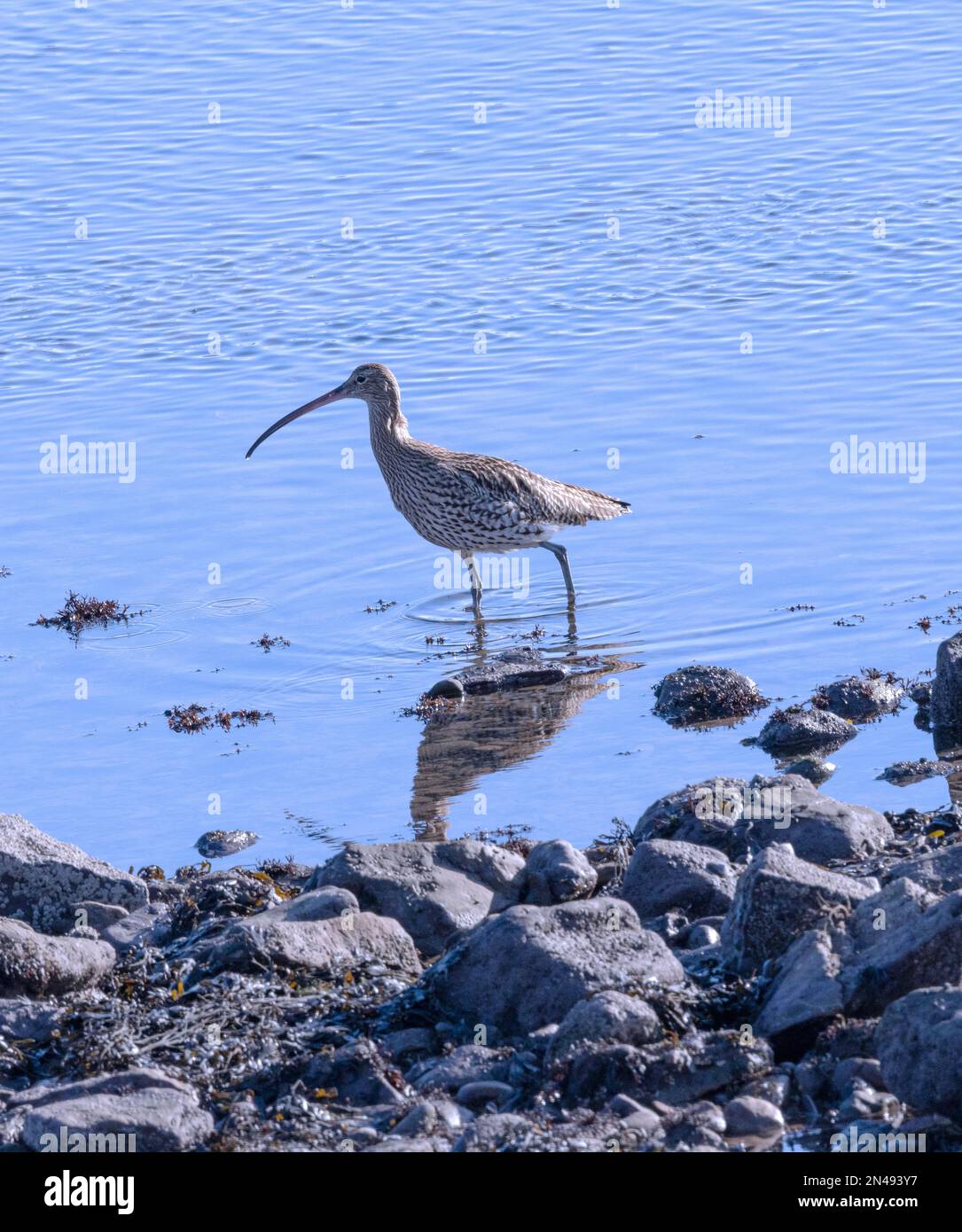 The largest of the UK's wading birds, the Curlew breeds in moorlands and uplands and spend their winters along the coast. Stock Photo