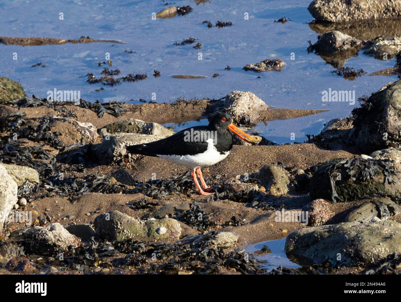 With bold and striking colours, the Oystercatcher has a melodic whistle often heard when these waders feed at low tide. They fossick in the rock pools. Stock Photo