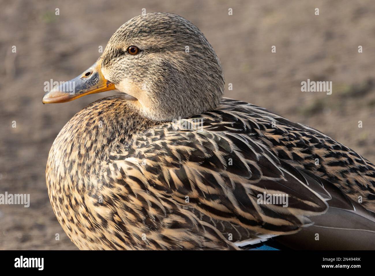 Light refraction duck hires stock photography and images Alamy